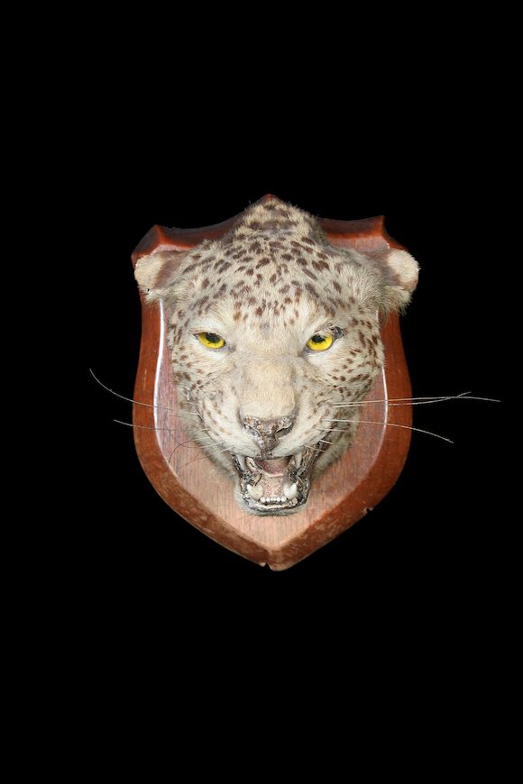 Bonhams : A shoulder mounted leopard trophy