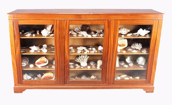 Bonhams : A fine and extensive collection of shells cabinet 175 x 43 x ...