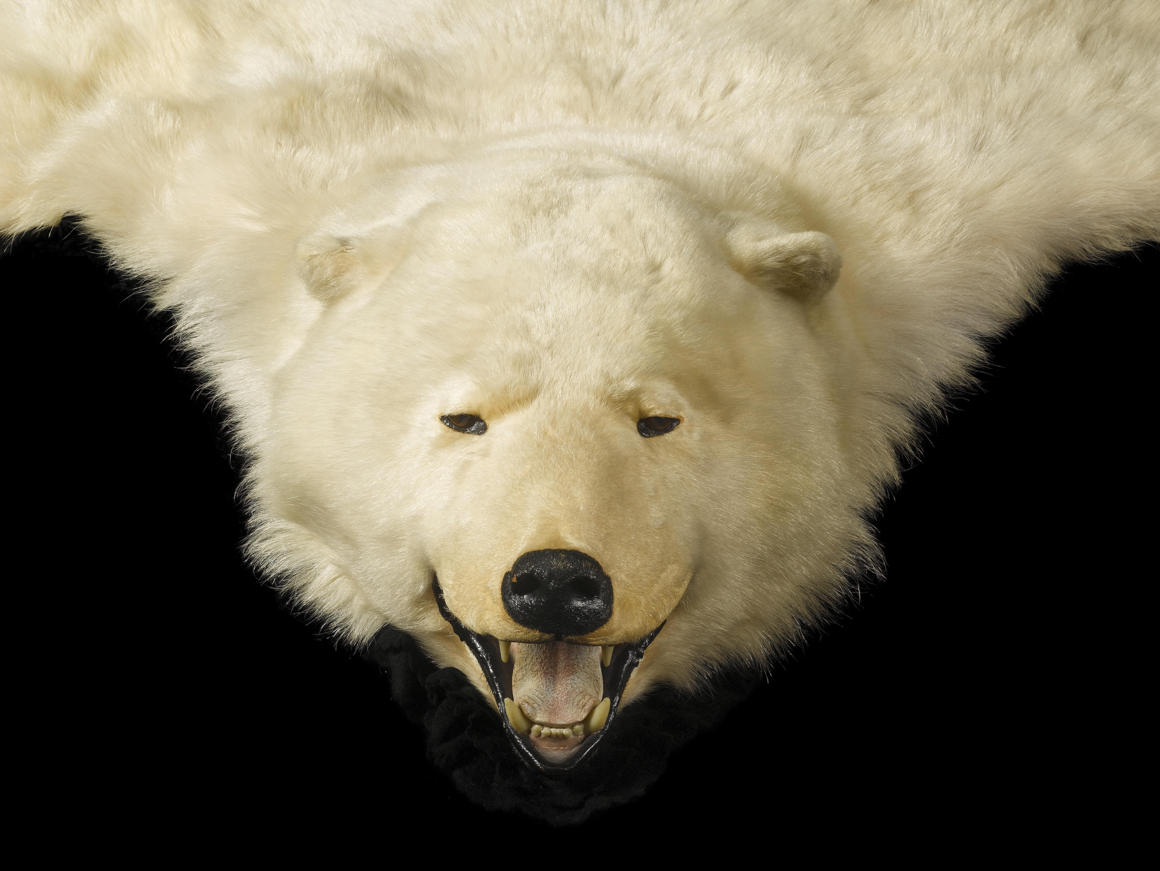 An exceptionally fine polar bear skin rug with full mount head ...