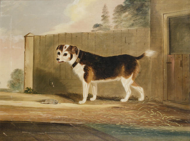 John R. Hobart(British, fl.1828-1858)Jack Russell with rat