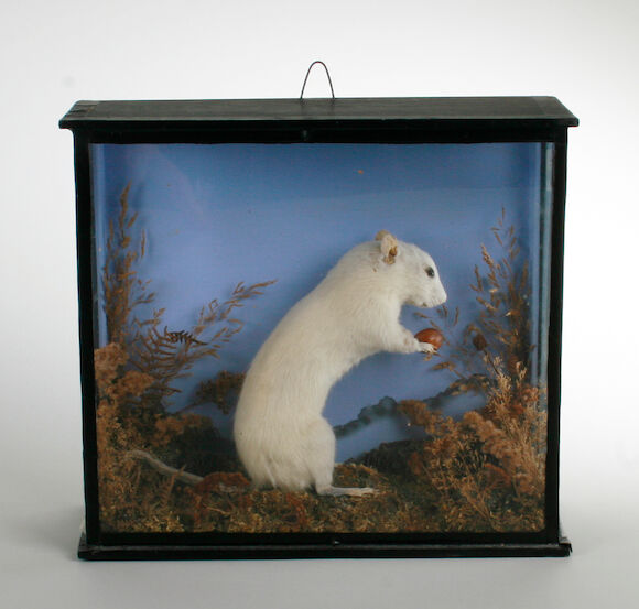 Victorian Rats Bonhams : A Victorian specimen white rat