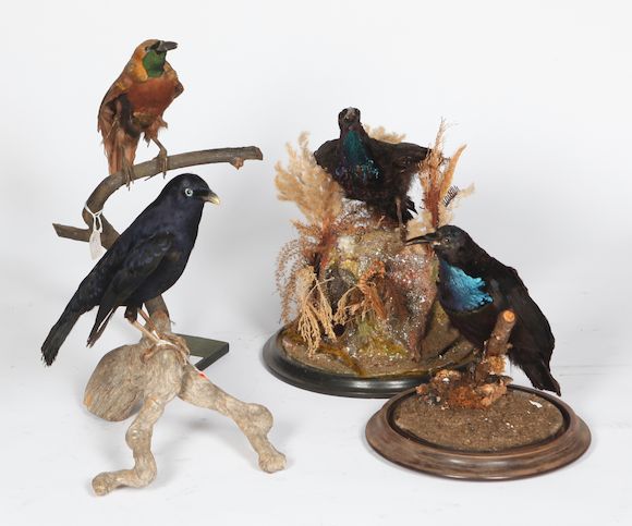 Bonhams : Four exotic bird displays (4)