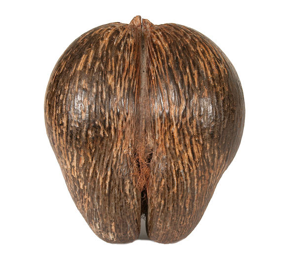 Bonhams : A large unpolished Seychelles coco-de-mer nut (Lodoicea ...