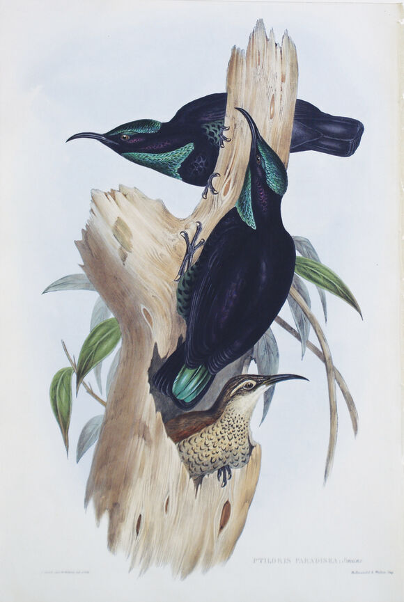 Bonhams : Rifle Bird (Ptiloris Paradiseus)