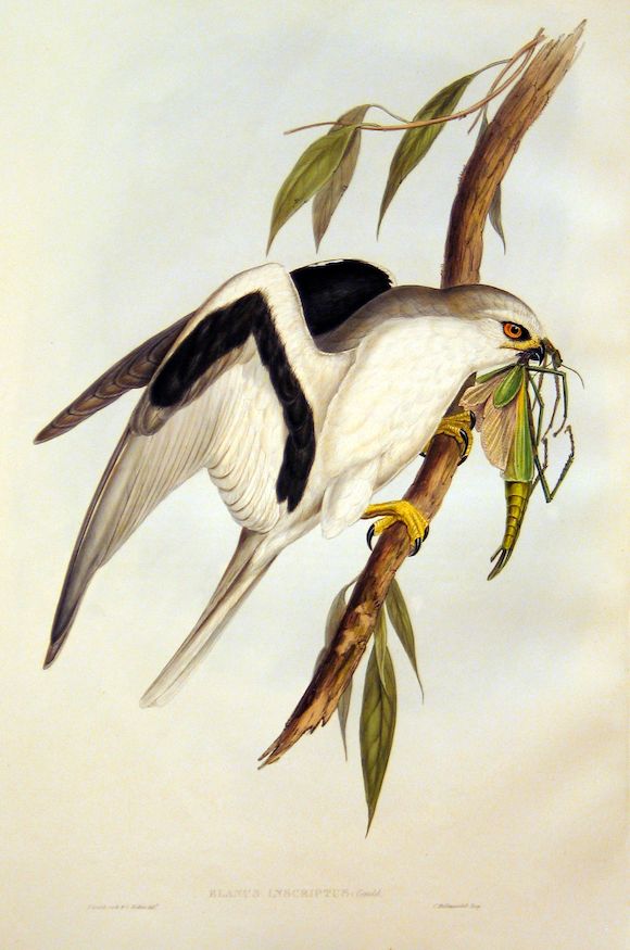 Bonhams : Letter-winged Kite (Elanus Scriptus)