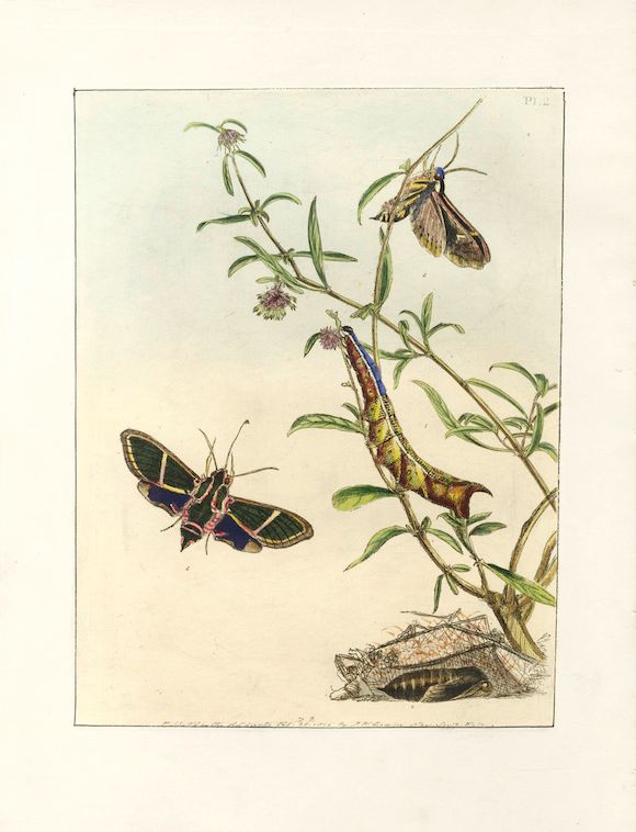 Bonhams : LEWIN (JOHN WILLIAM) A Natural History of the Lepidopterous ...