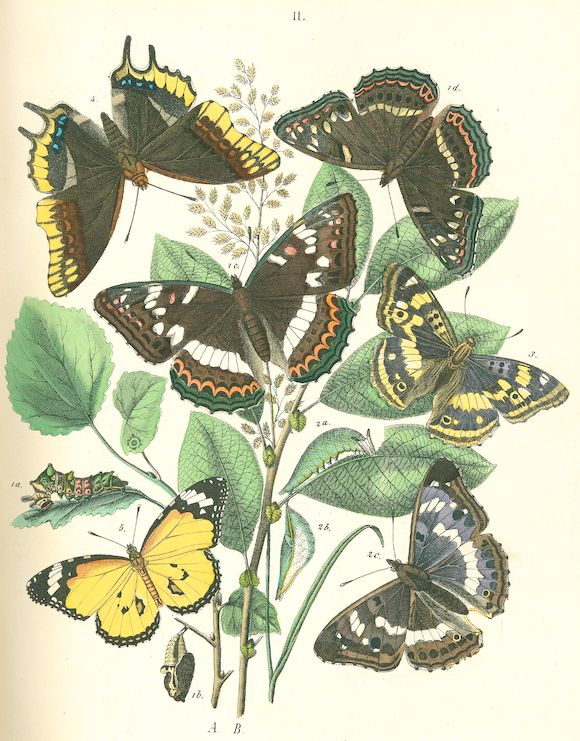 Bonhams KIRBY (WILLIAM FORSELL) European Butterflies and Moths