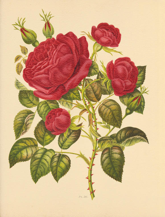 Bonhams : HARIOT (PAUL) Le livre d'or des roses. Iconographie, histoire ...