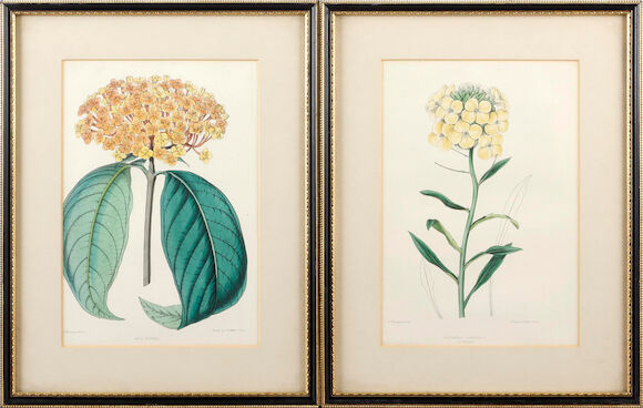 Bonhams : C.F. Cheffins (20th Century) Botanical themes, a pair each 24 ...