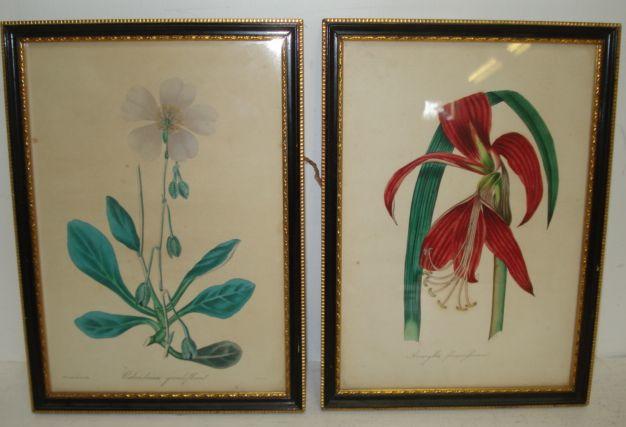 A set of seven hand coloured botanical engravings, 22 x 15cm, and a set of hand coloured ornithological engravings.