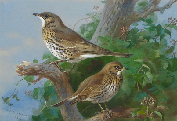 Bonhams : Archibald Thorburn (British, 1860-1935) Mistle-Thrush and
