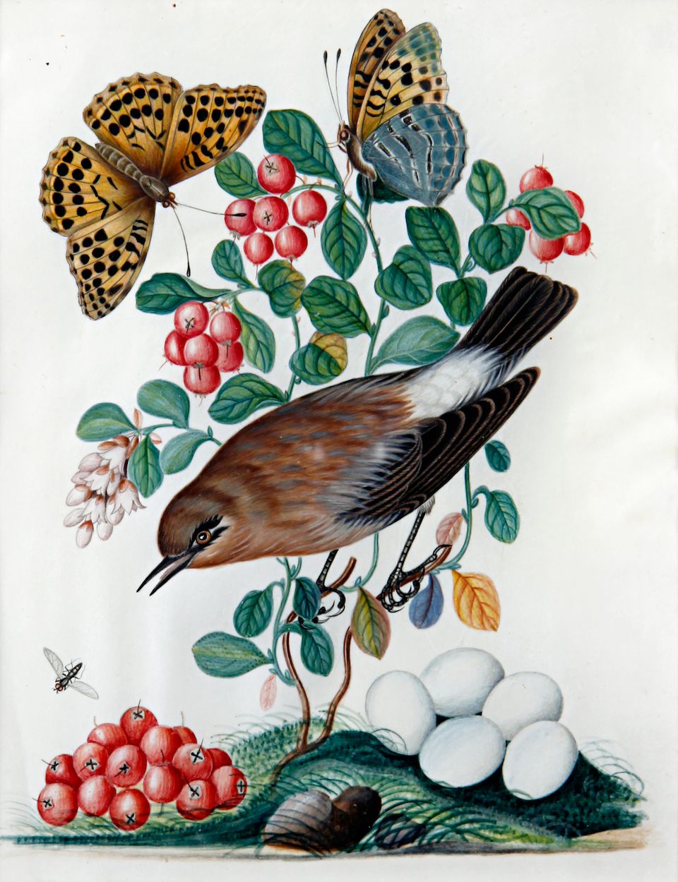 Bonhams Attributed to Anna Blackburne (British, 17401793) A