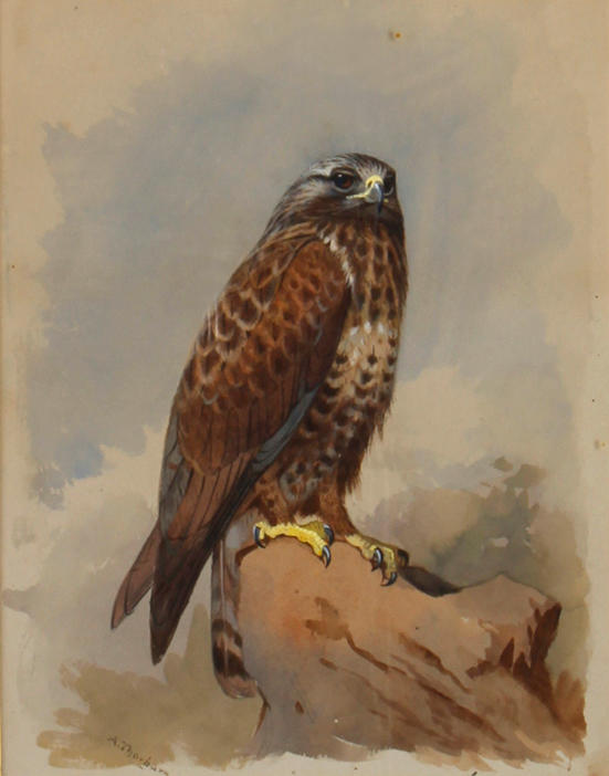 Bonhams : Archibald Thorburn (British, 1860-1935) Kestrel