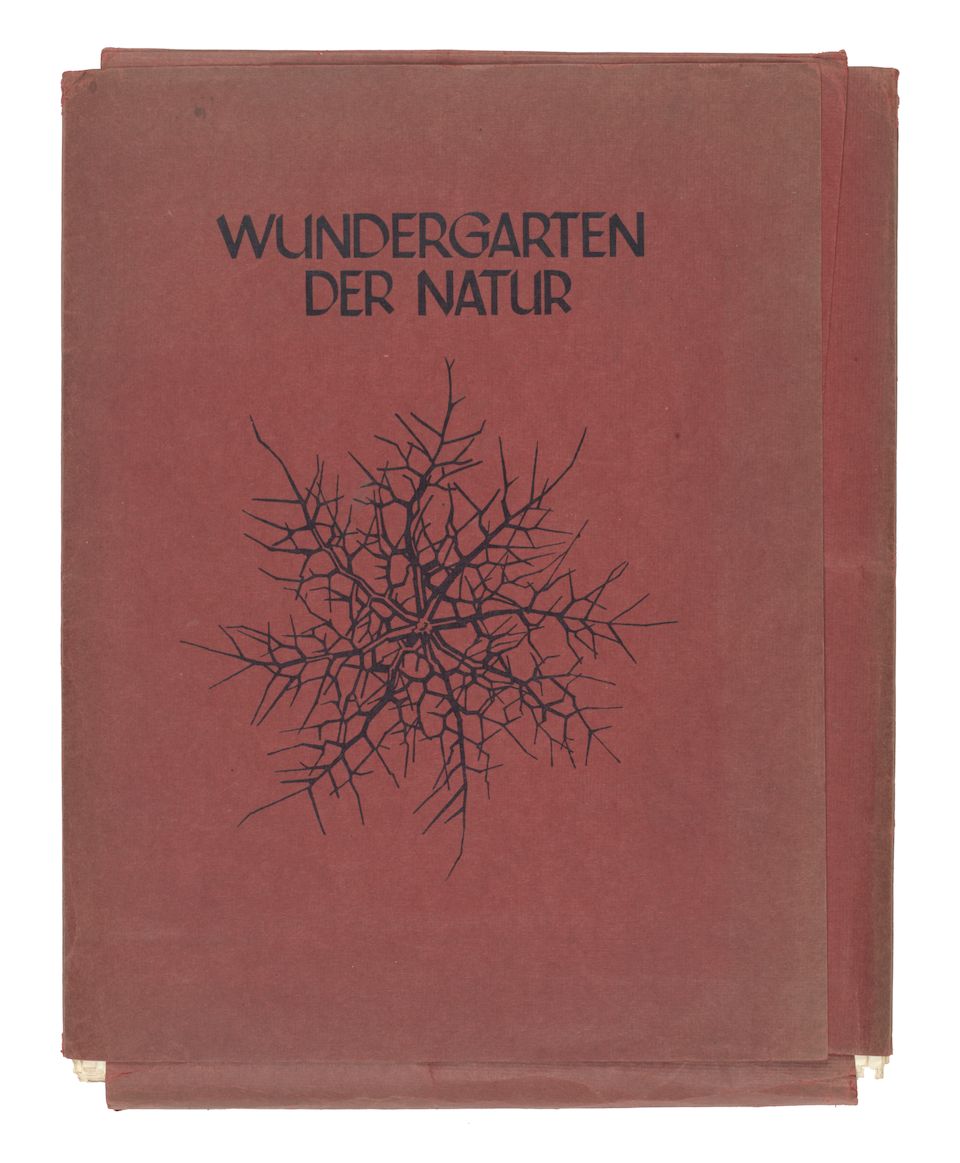 Bonhams Karl Blossfeldt (German, 18651932) Wundergarten