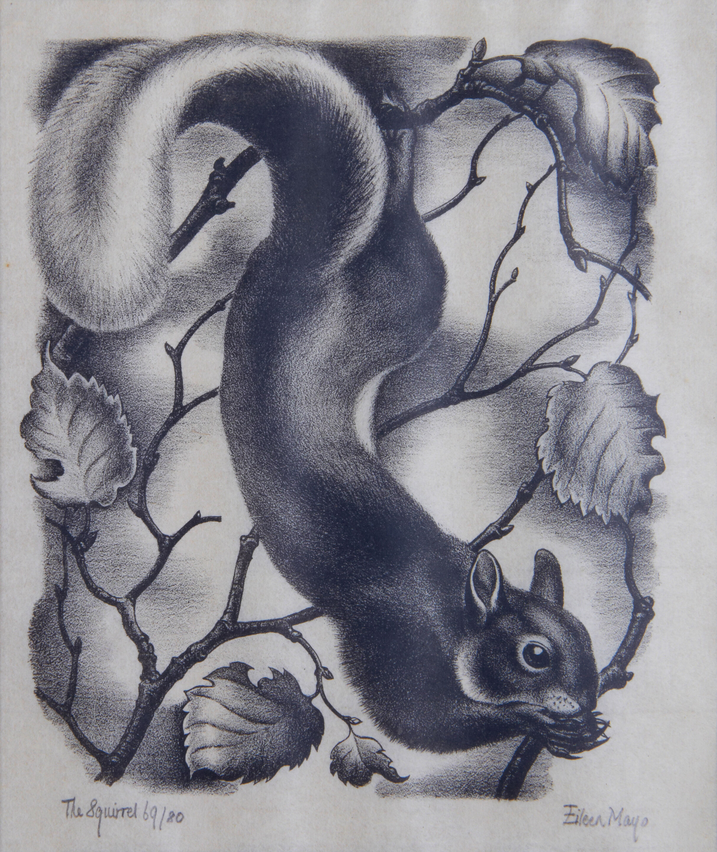 The Squirrel