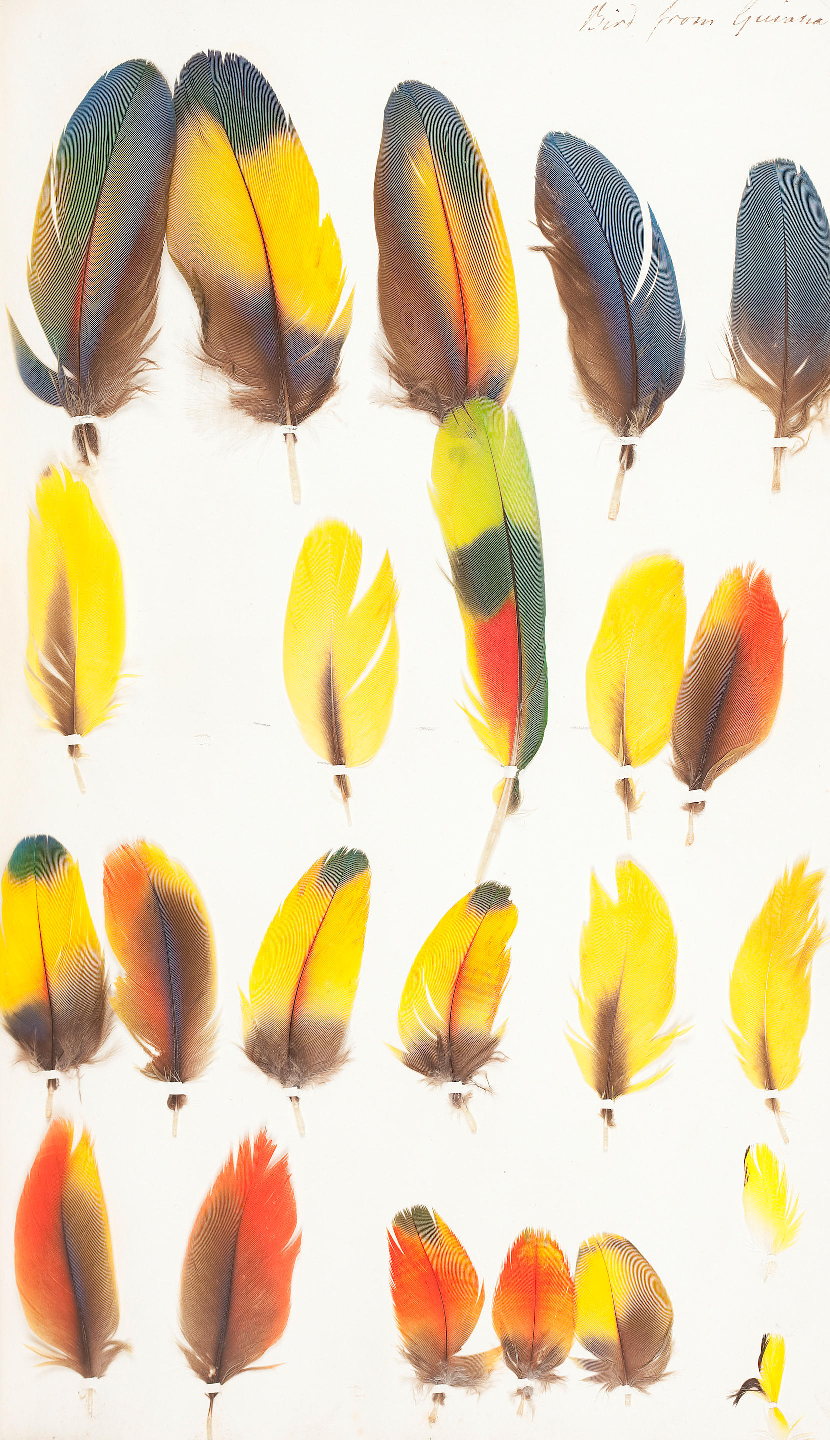 Bonhams : ALBUM OF FEATHER SPECIMENS Collection of Feathers of