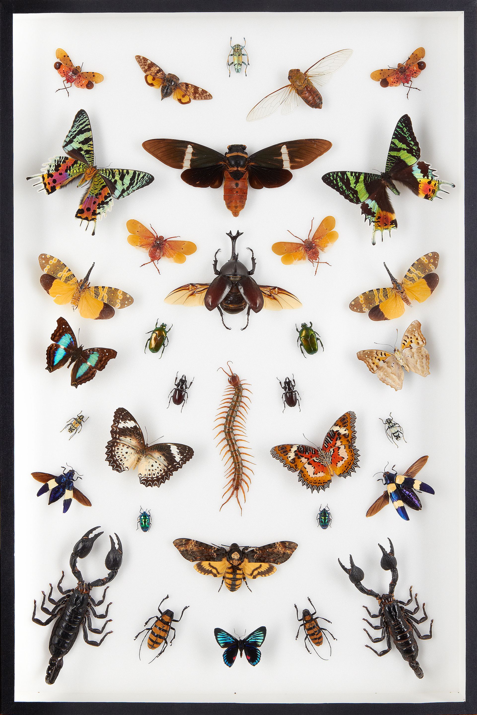 Bonhams : A cased display of Butterflies, Moths and Insects.