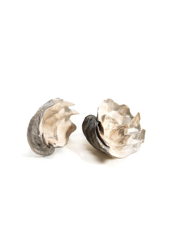 Bonhams : A pair of Giant Clam Shells (Family Tridacnidae)