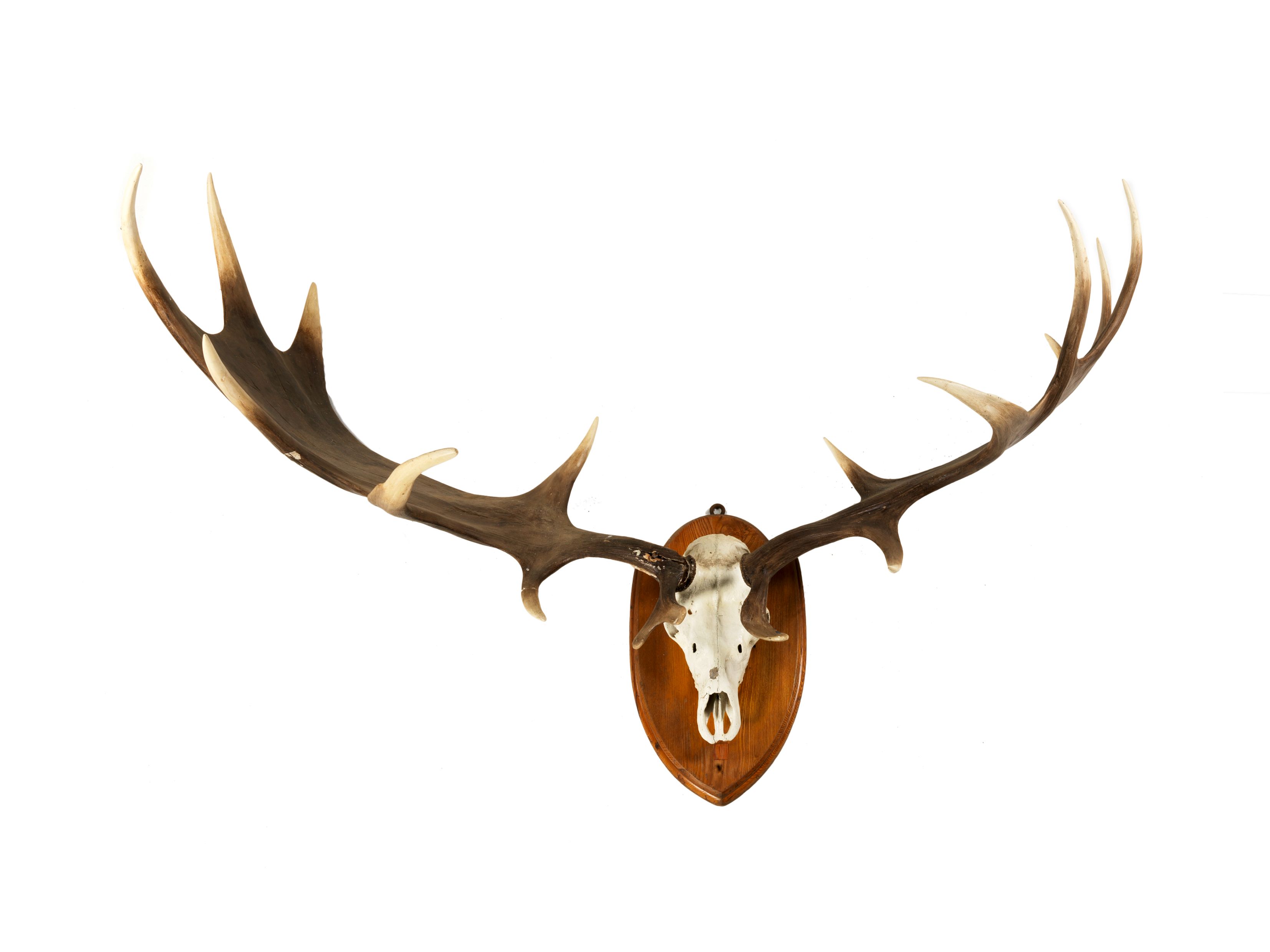 Irish elk horns dynamicmine