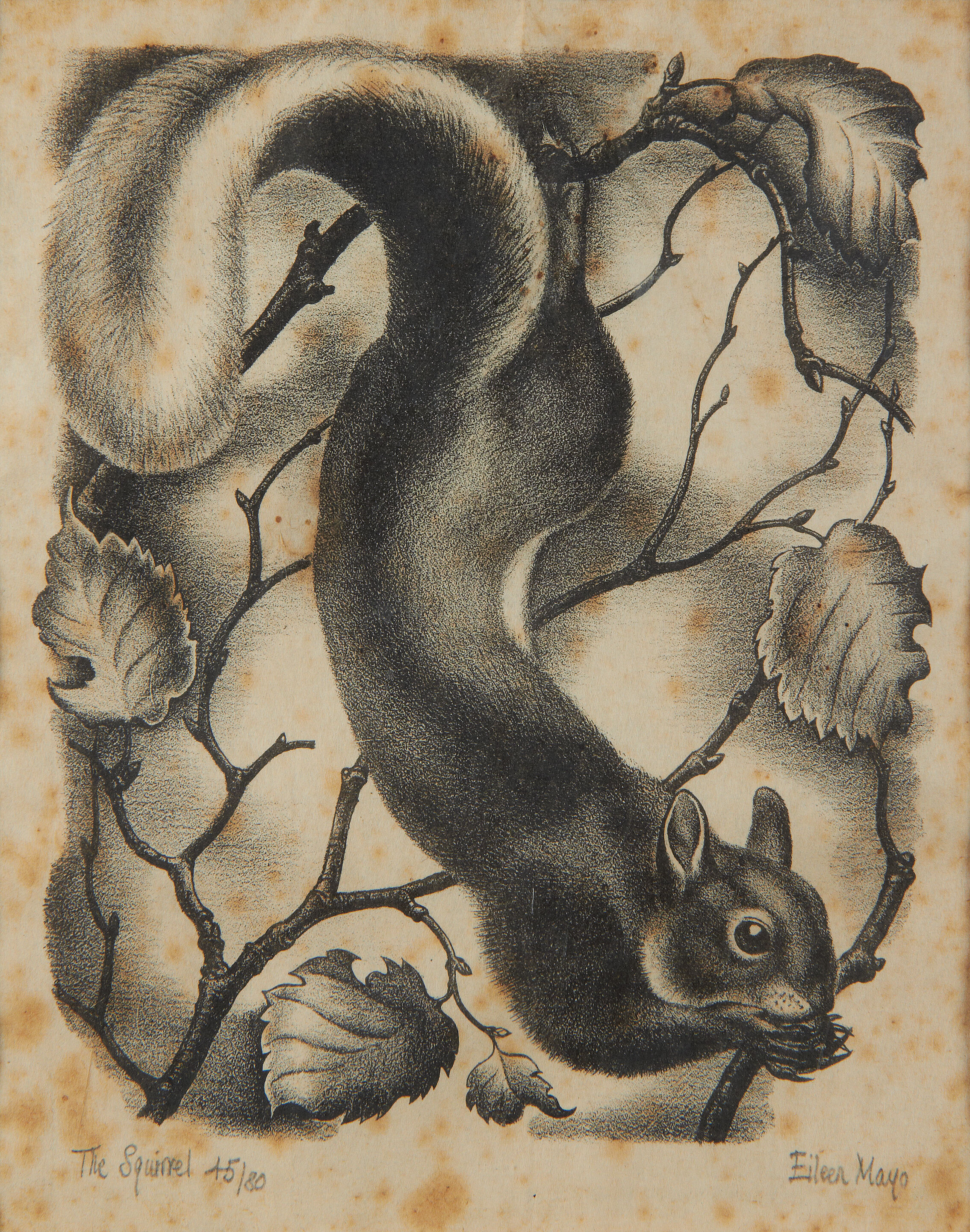 The Squirrel