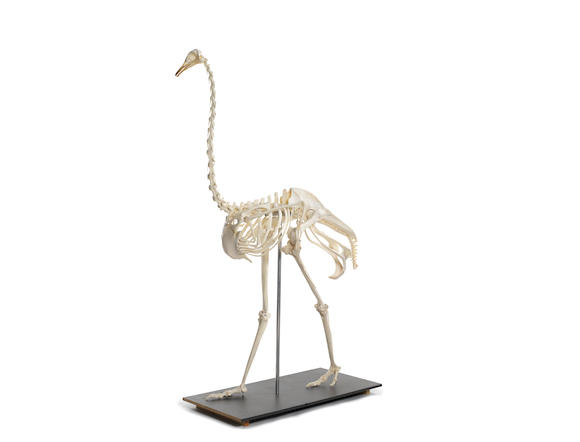 Bonhams : An articulated skeleton of a male Ostrich (Struthio camelus ...