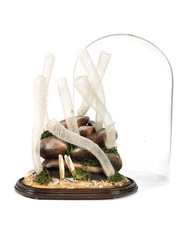 Bonhams A Venus Flower Basket display (Euplectella aspergillum