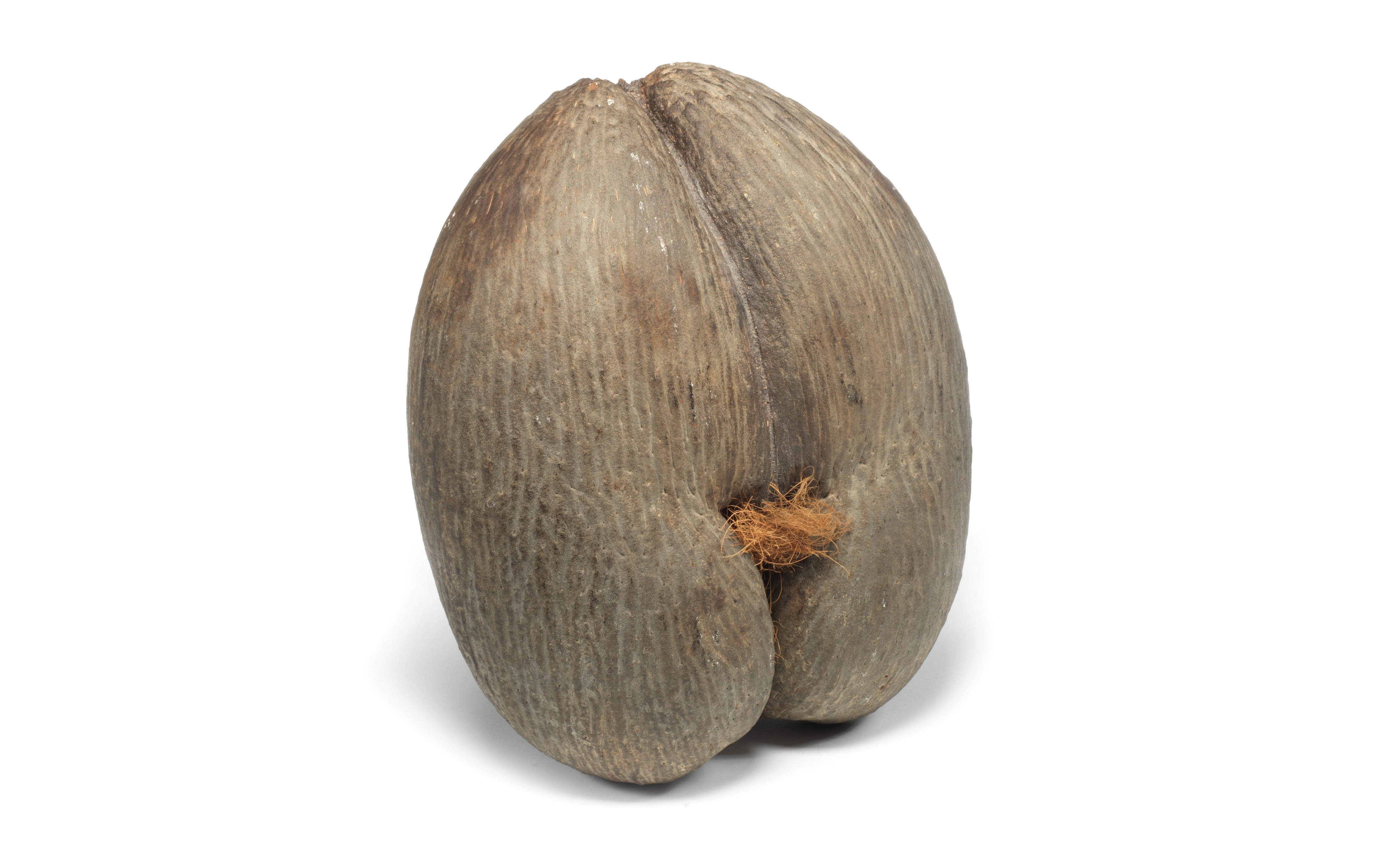 Bonhams : An unworked Coco de Mer nut (Lodoicea maldivica)