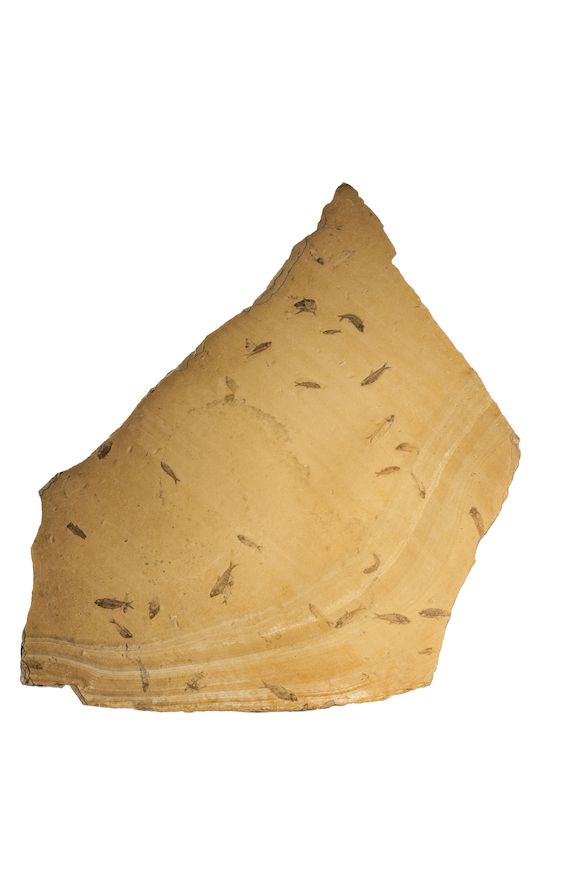 Bonhams : A mass-mortality fish plate, sp. Knightia,