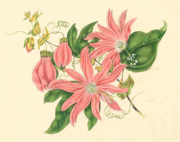 Bonhams Gleadall Eliza Eve The Beauties Of Flora With Botanic And Poetic Illustrations Vol