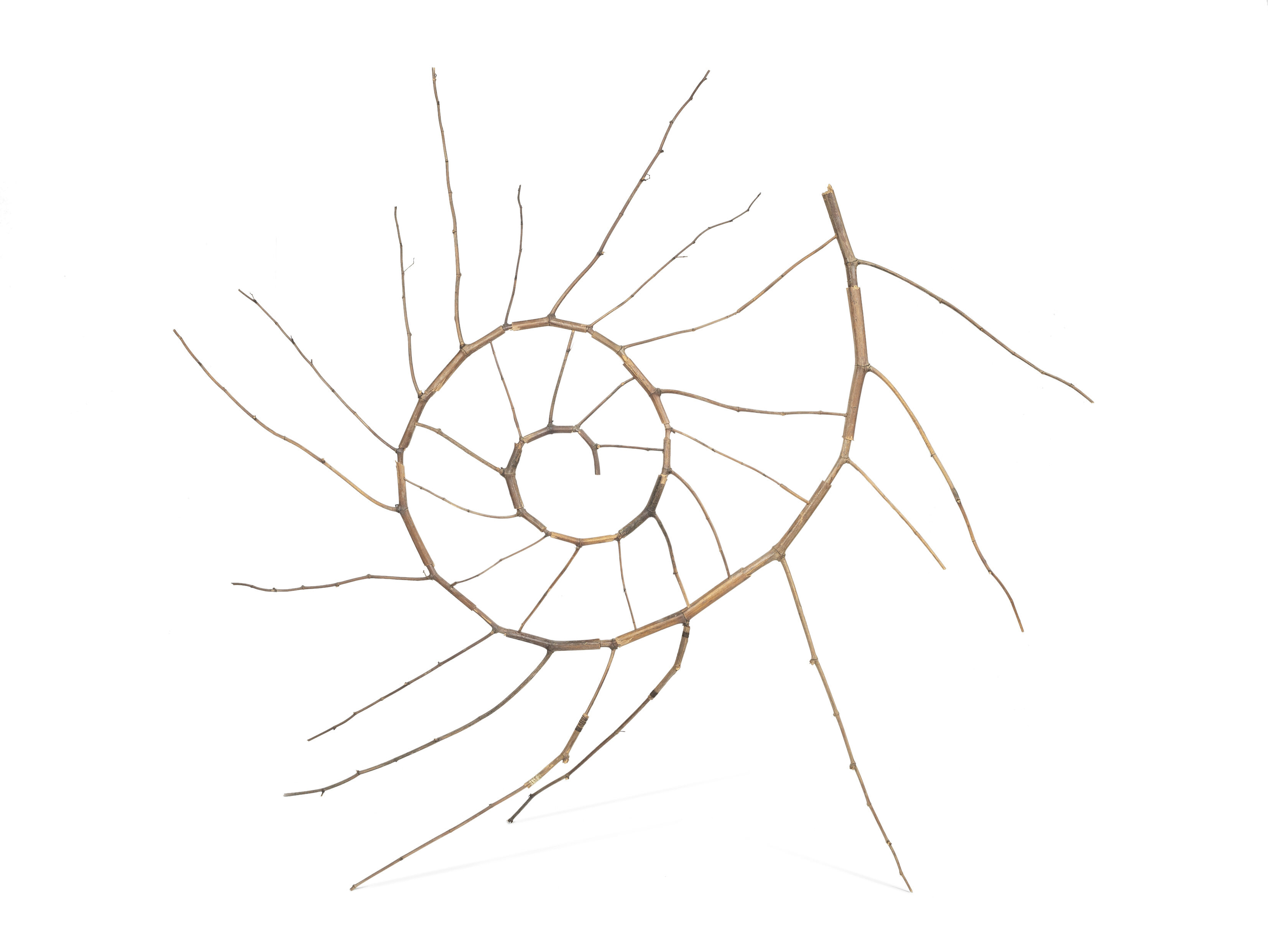 Ammonite
