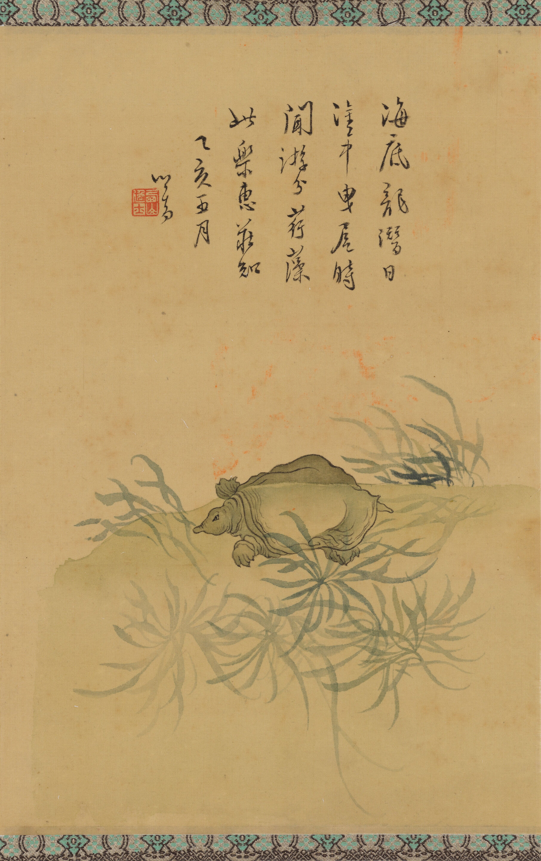 Soft-shelled Turtle