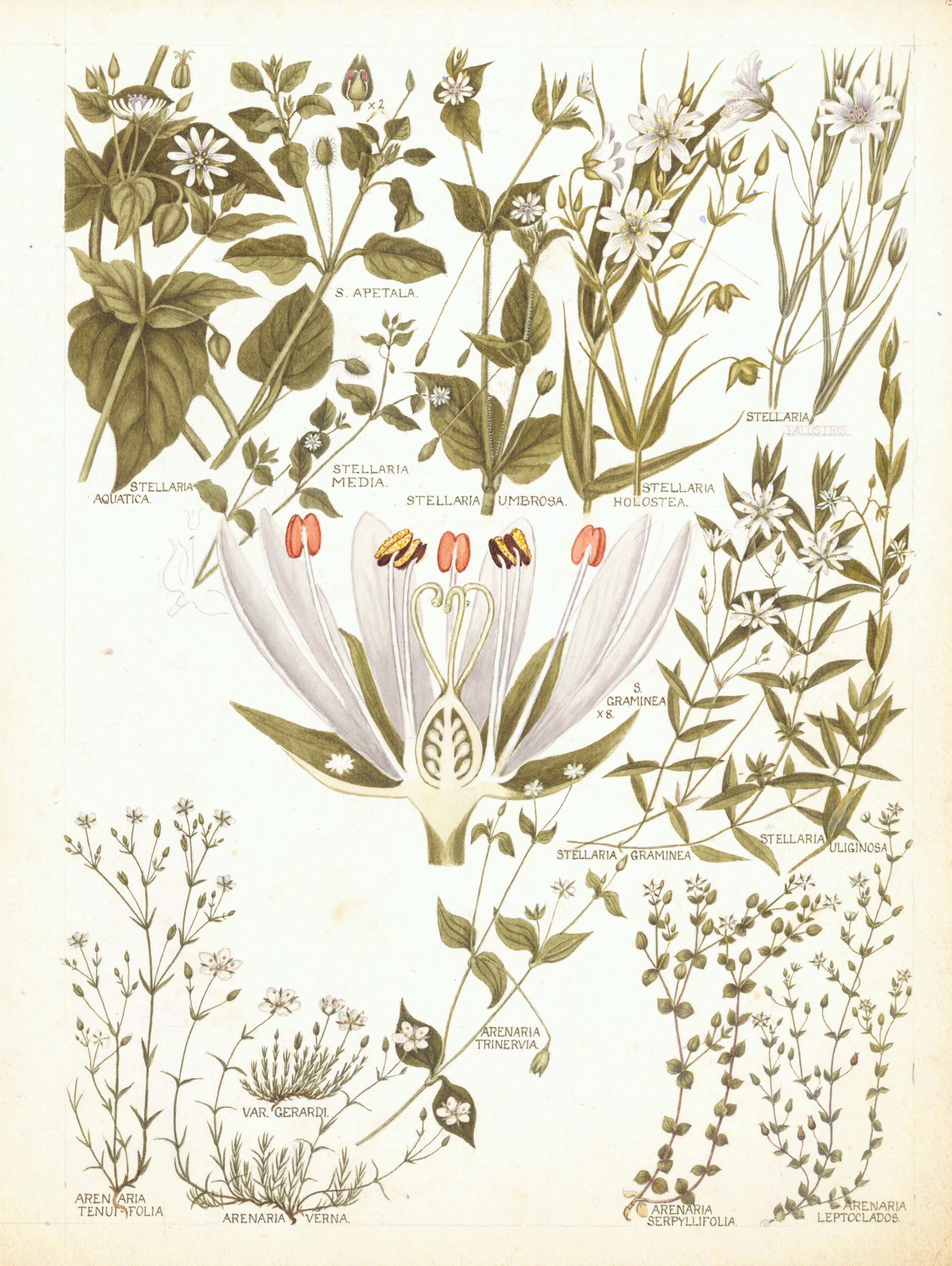 Bonhams : MARTIN (WILLIAM KEBLE) A Collection of 34 original botanical ...