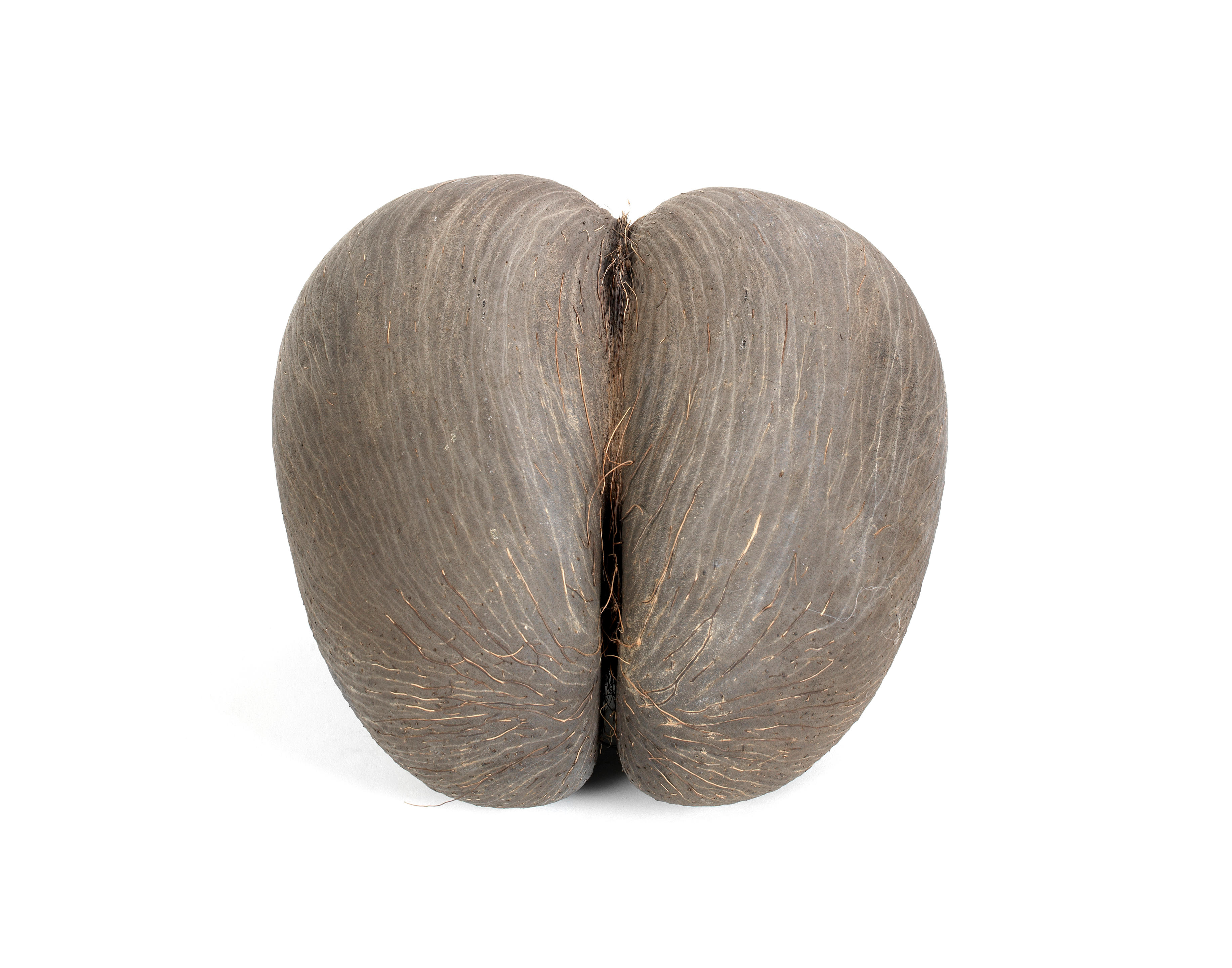 Bonhams : A coco de mer nut (Lodoicea Maldivica) (2)