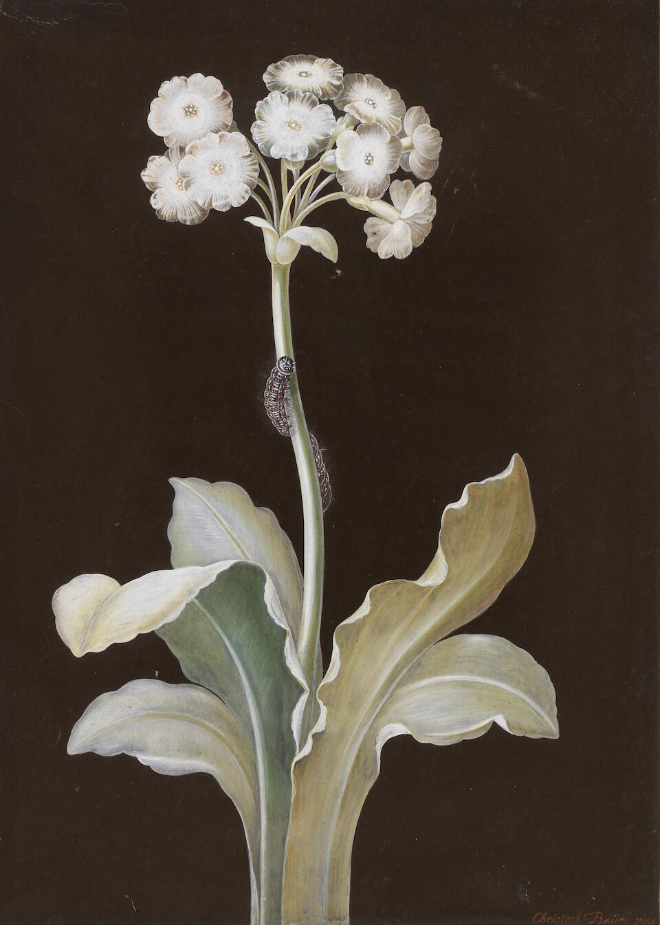 Bonhams Johann Christoph Bayer (Nuremberg 17381812 Copenhagen) A primula with a caterpillar