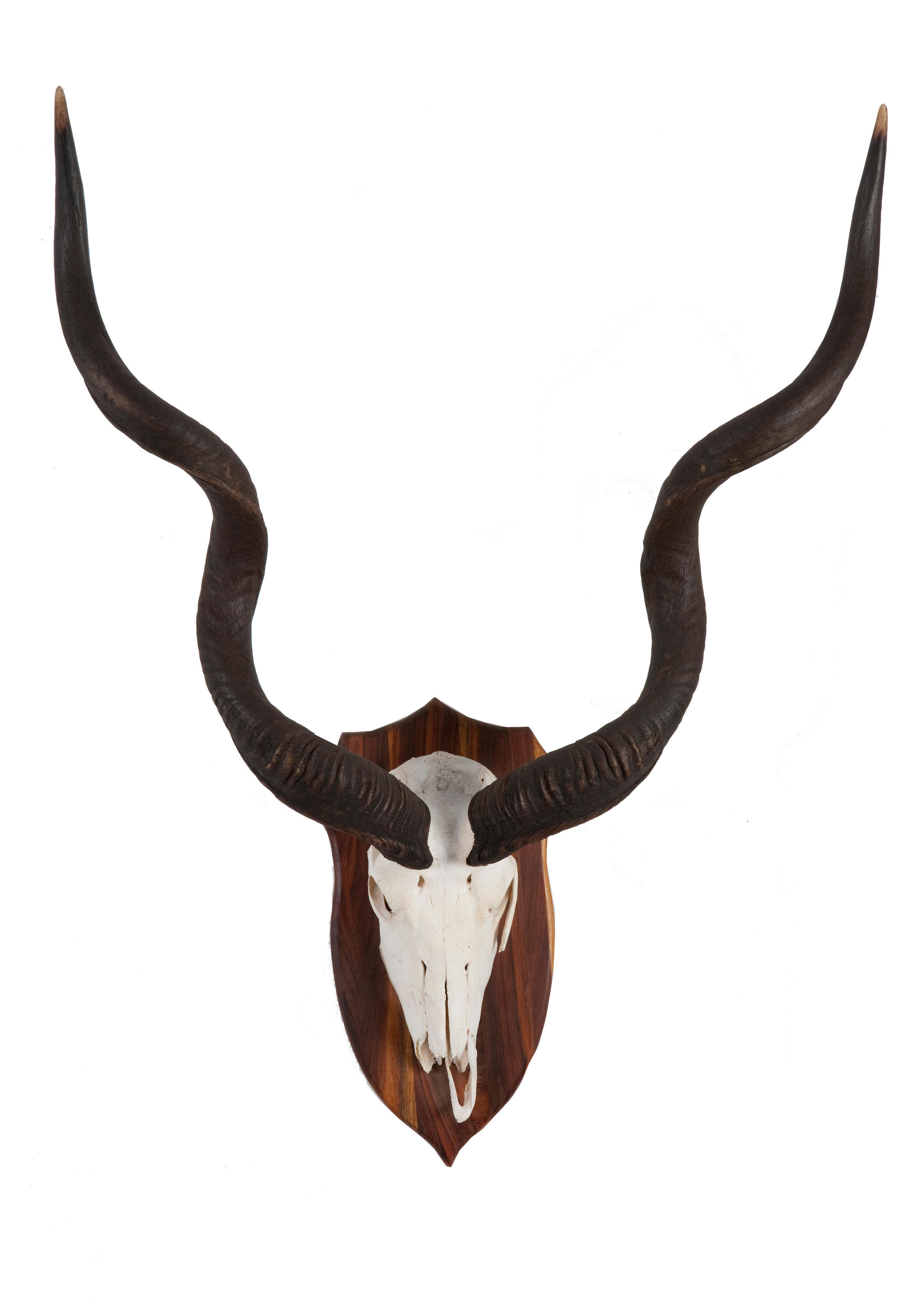 mounted kudu horns