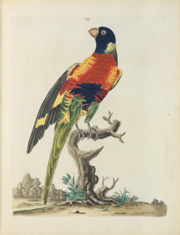 Bonhams : BROWN (PETER) New Illustrations of Zoology, Containing Fifty ...