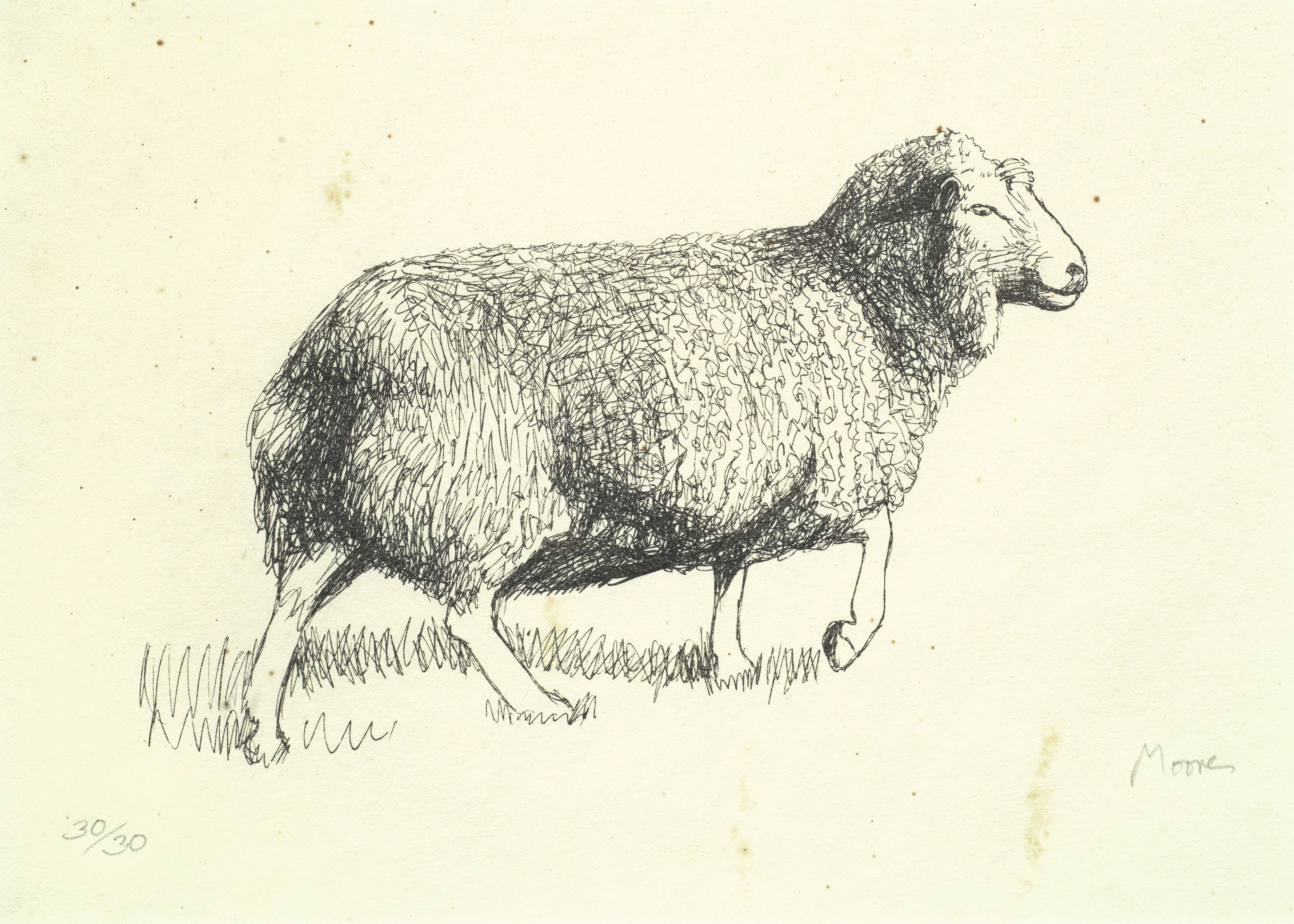 Sheep Walking