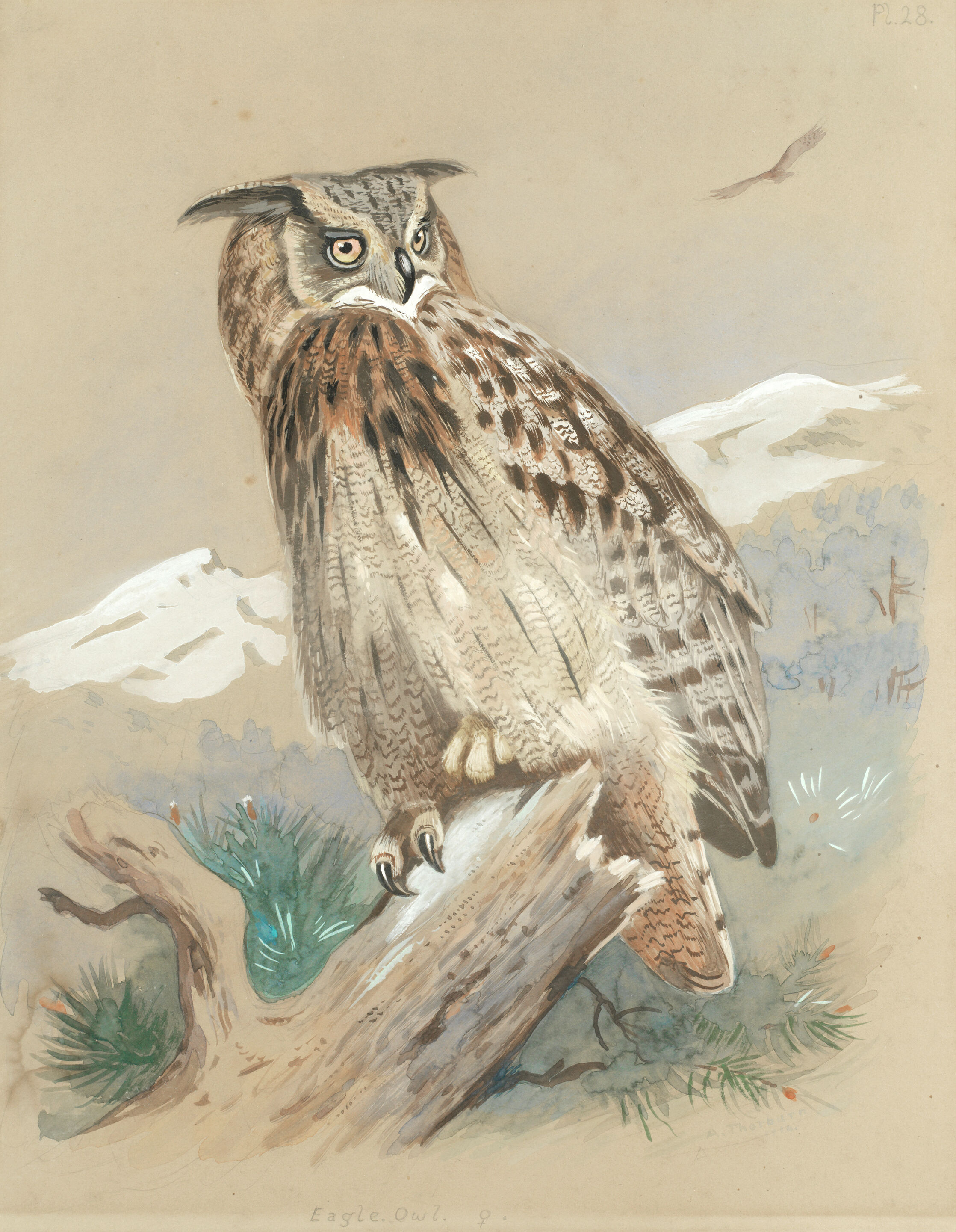 Eagle Owl