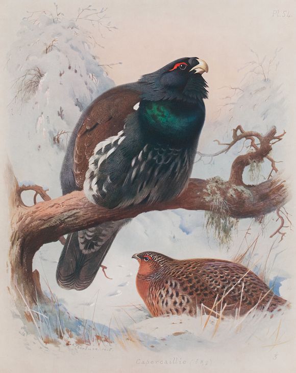 Bonhams THORBURN (ARCHIBALD) Game Birds and WildFowl of Great