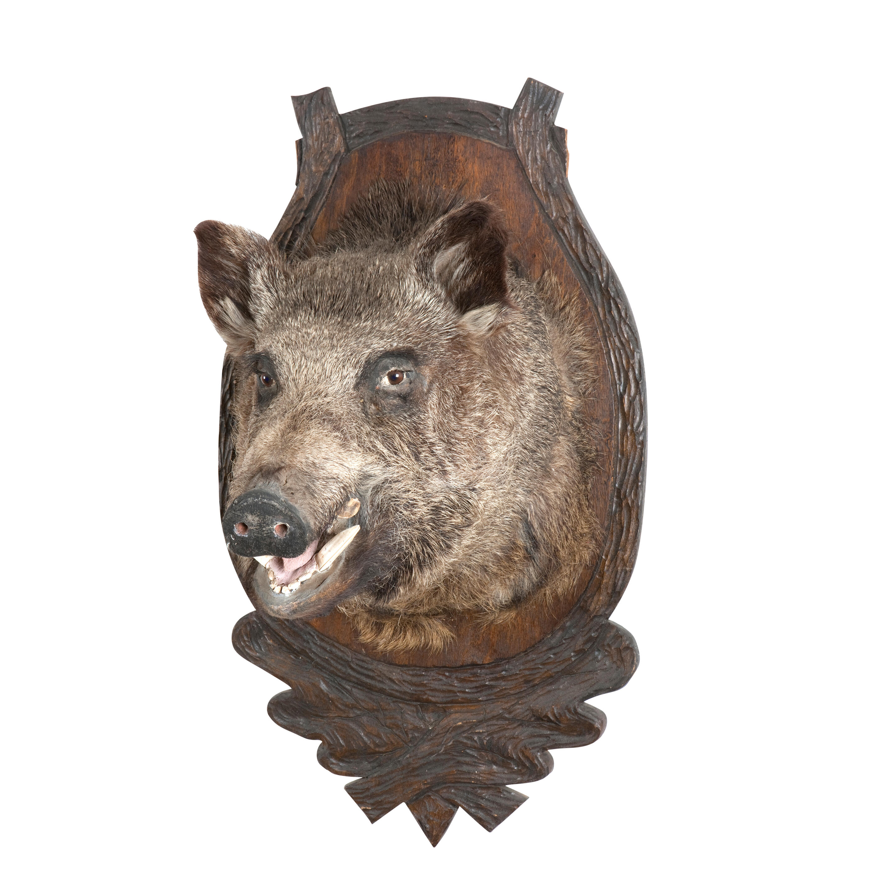 Bonhams : An impressive mounted boars head