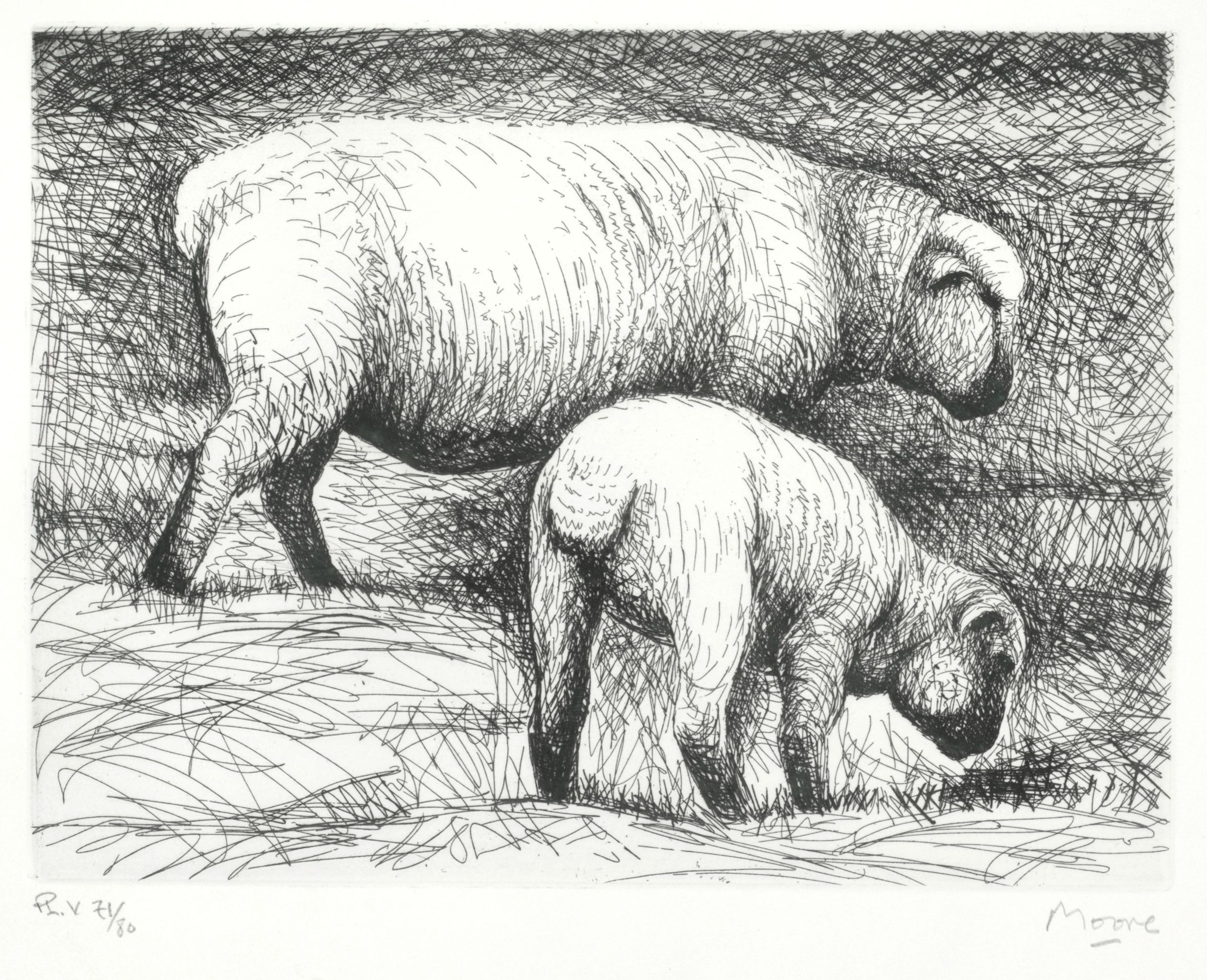 Fat Lambs, Plate V, From 'Sheep Album'