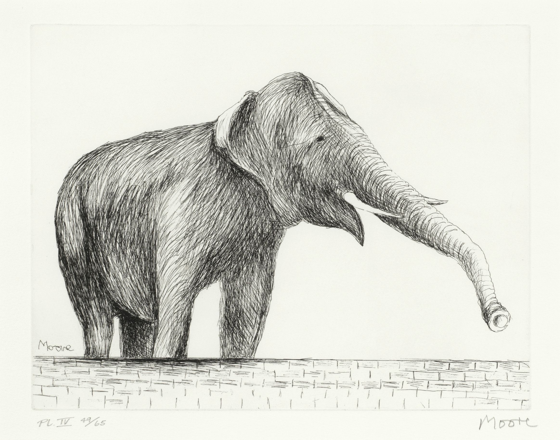 Elephant, from 'Animals in the Zoo' series