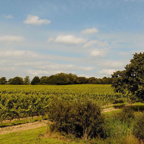 Bonhams The wine garden of England, A three day, twonight visit to