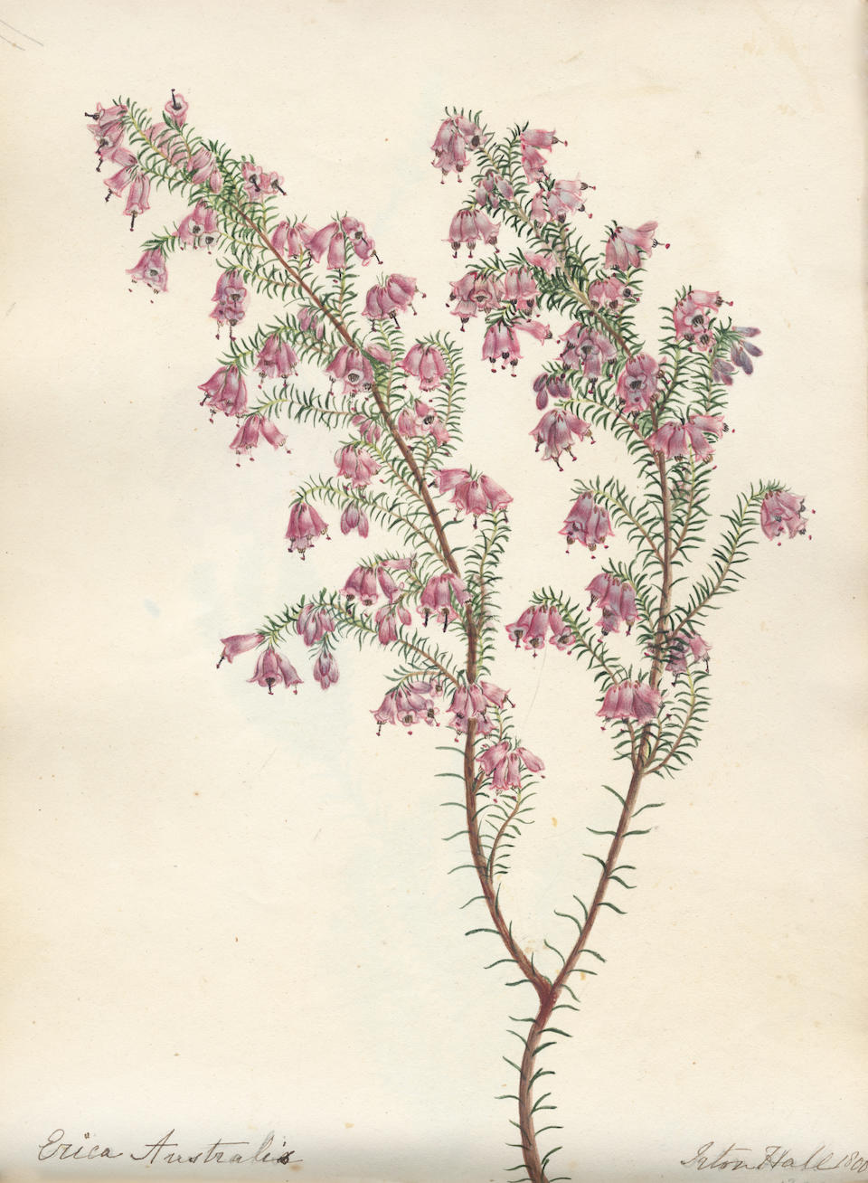 Bonhams : BOTANICAL WATERCOLOURS - CUMBERLAND Album of 100 botanical ...