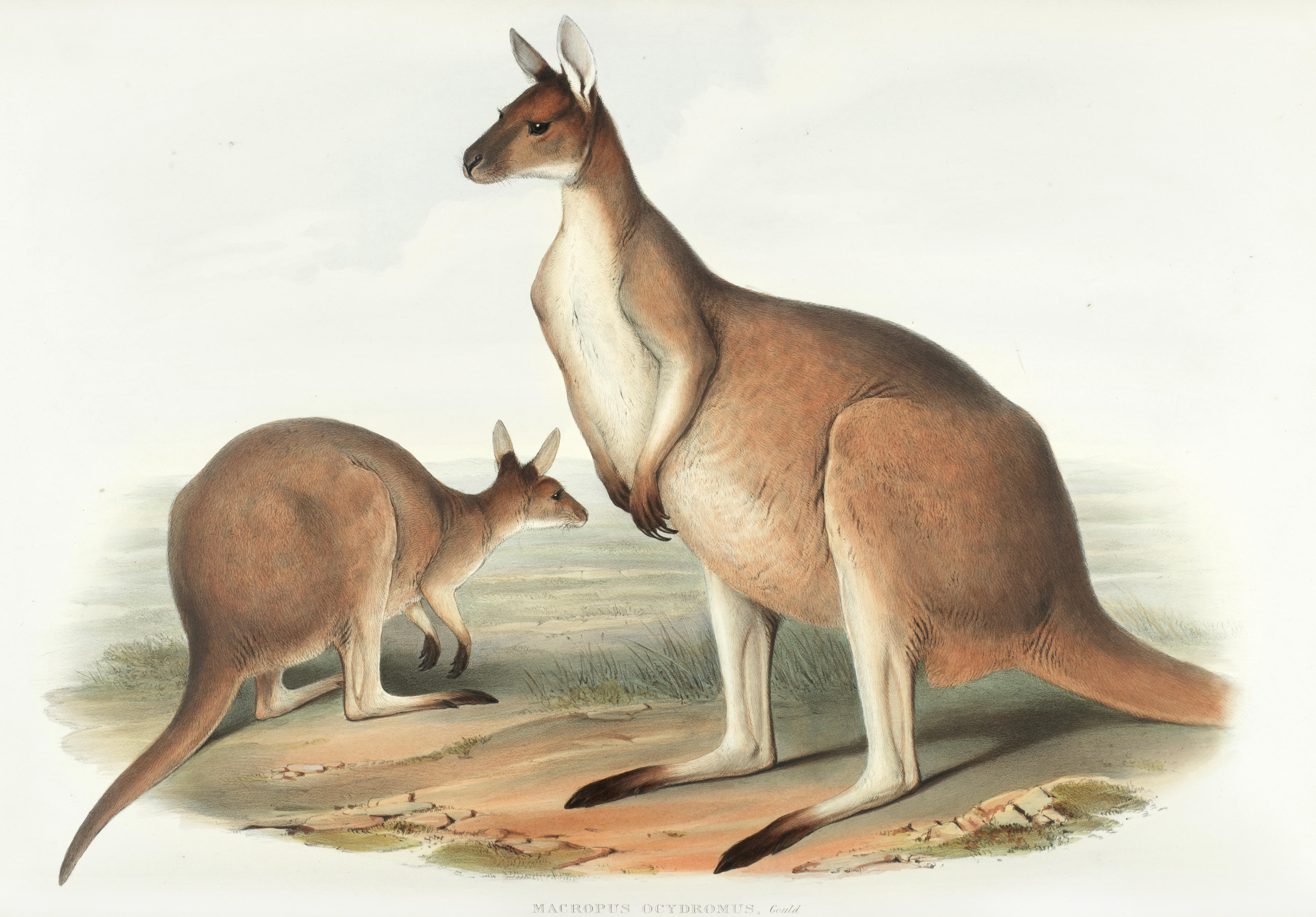 Джон Гульд животные Австралии