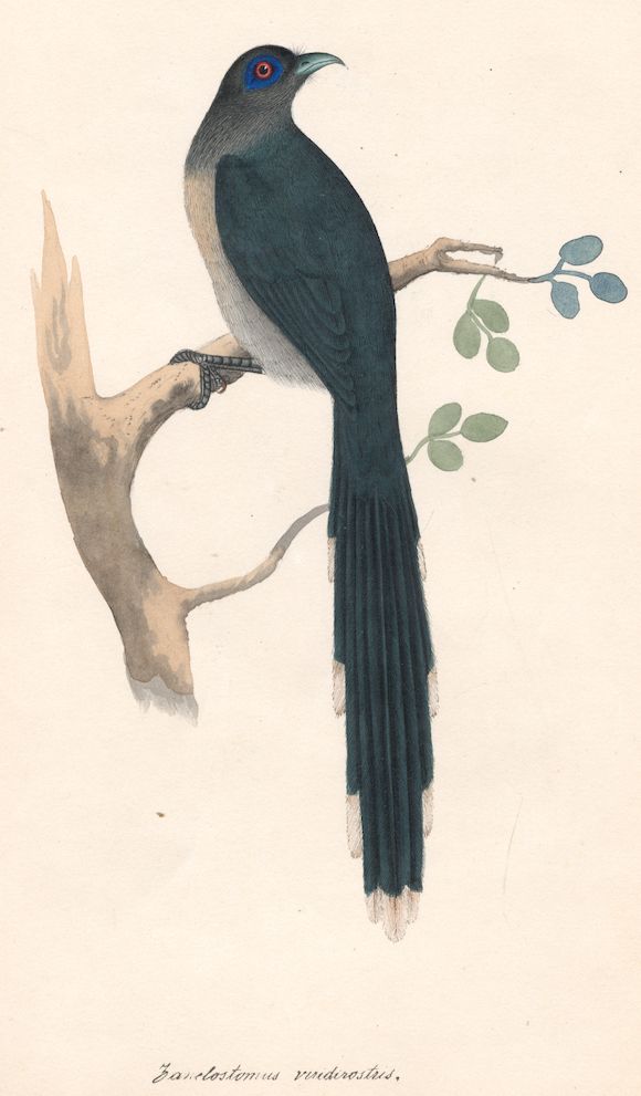 Bonhams JERDON (THOMAS CAVERHILL) Illustrations of Indian Ornithology