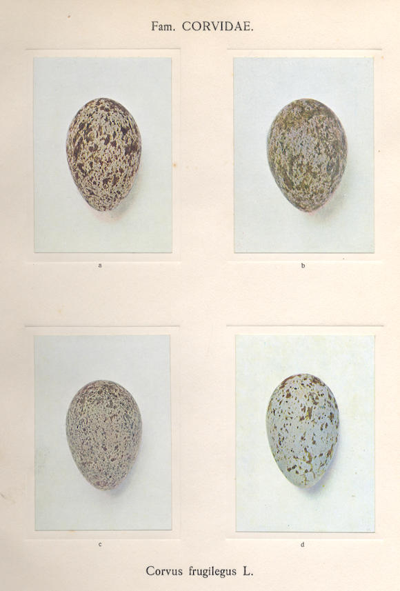 Bonhams : PELT LECHNER (ARNOLD A. VAN) Oologia Neerlandica; Eggs of ...