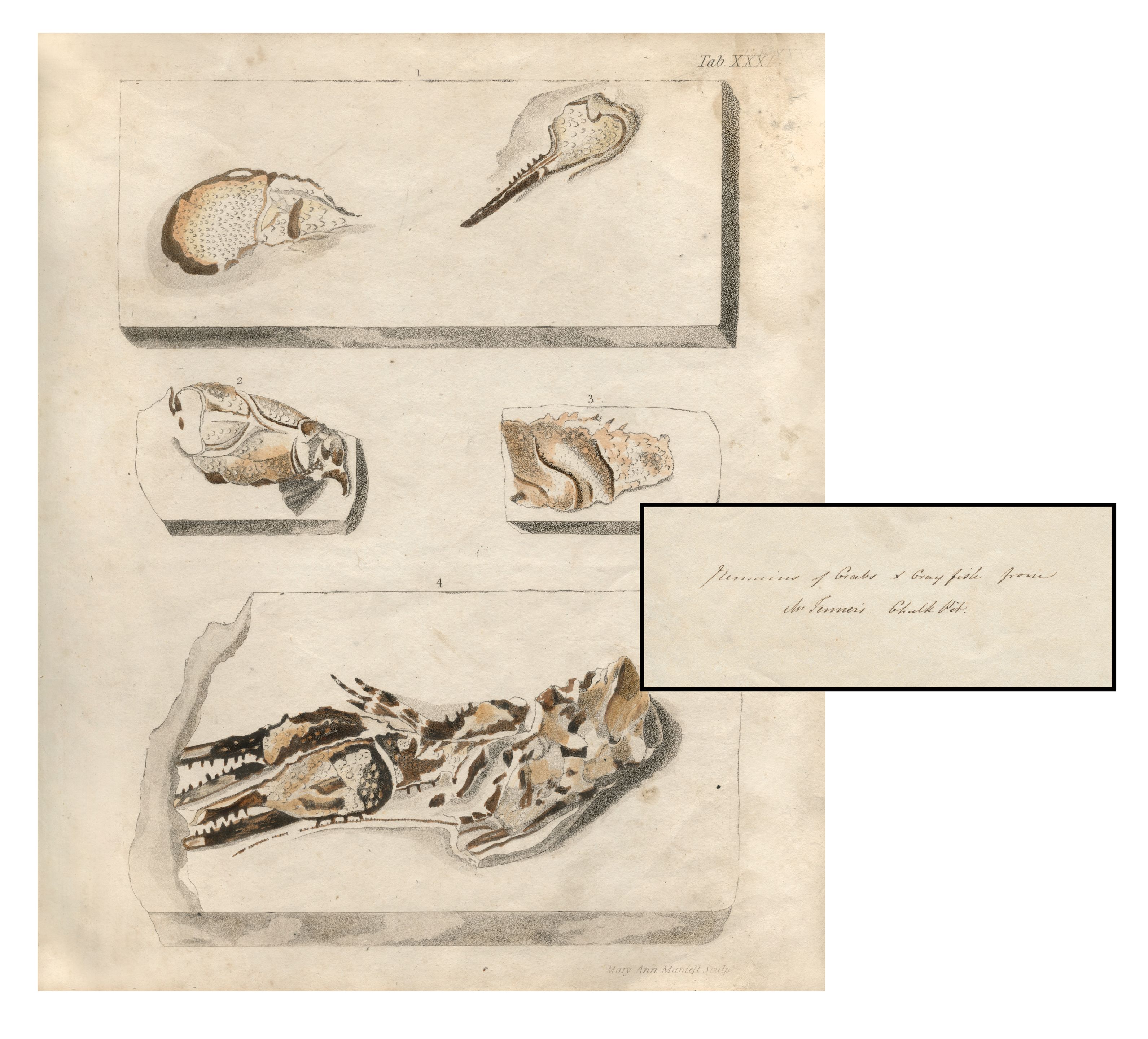 Bonhams MANTELL (GIDEON) A collection of seventeen of aquatint plates