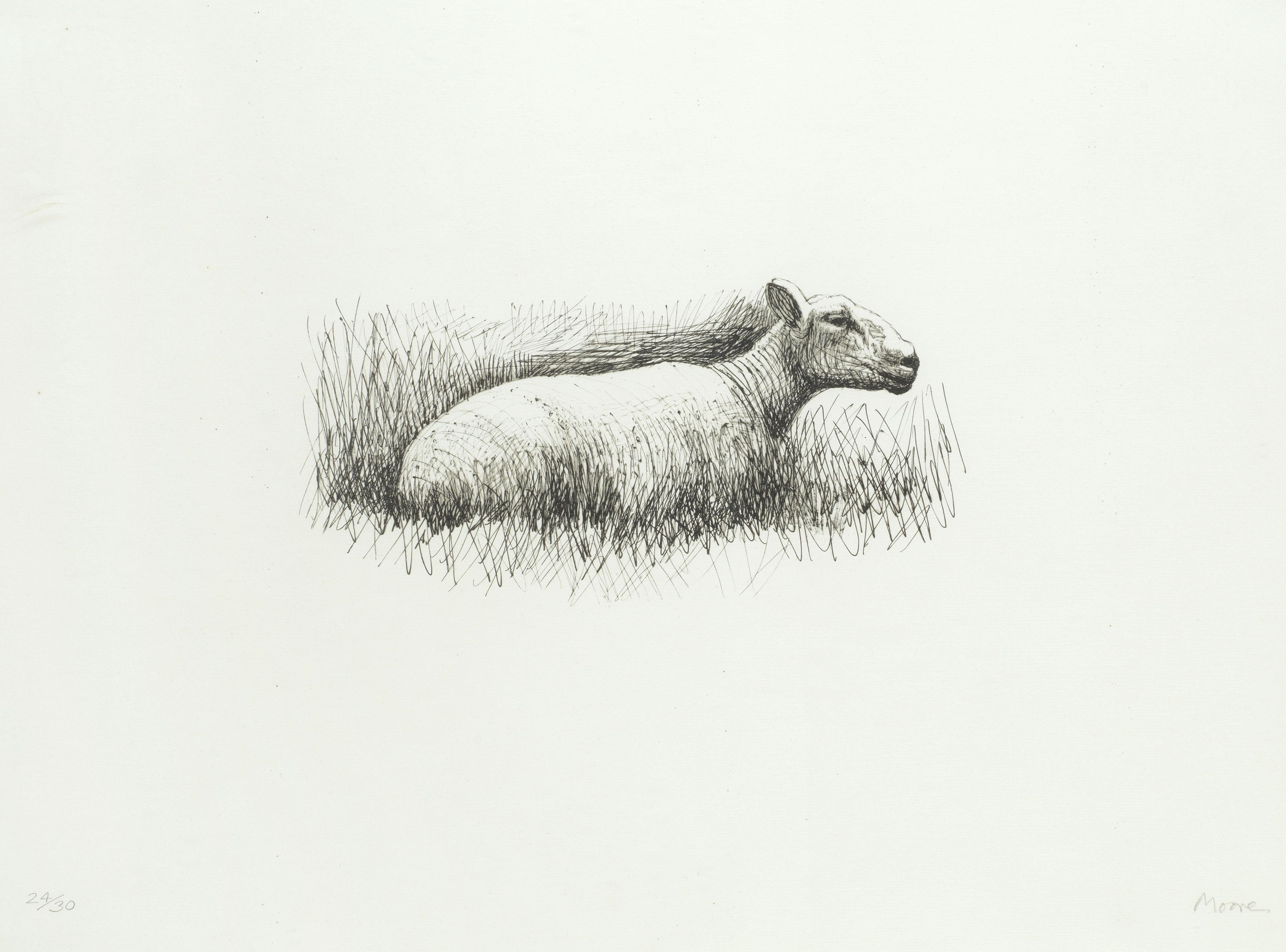 Sheep Resting