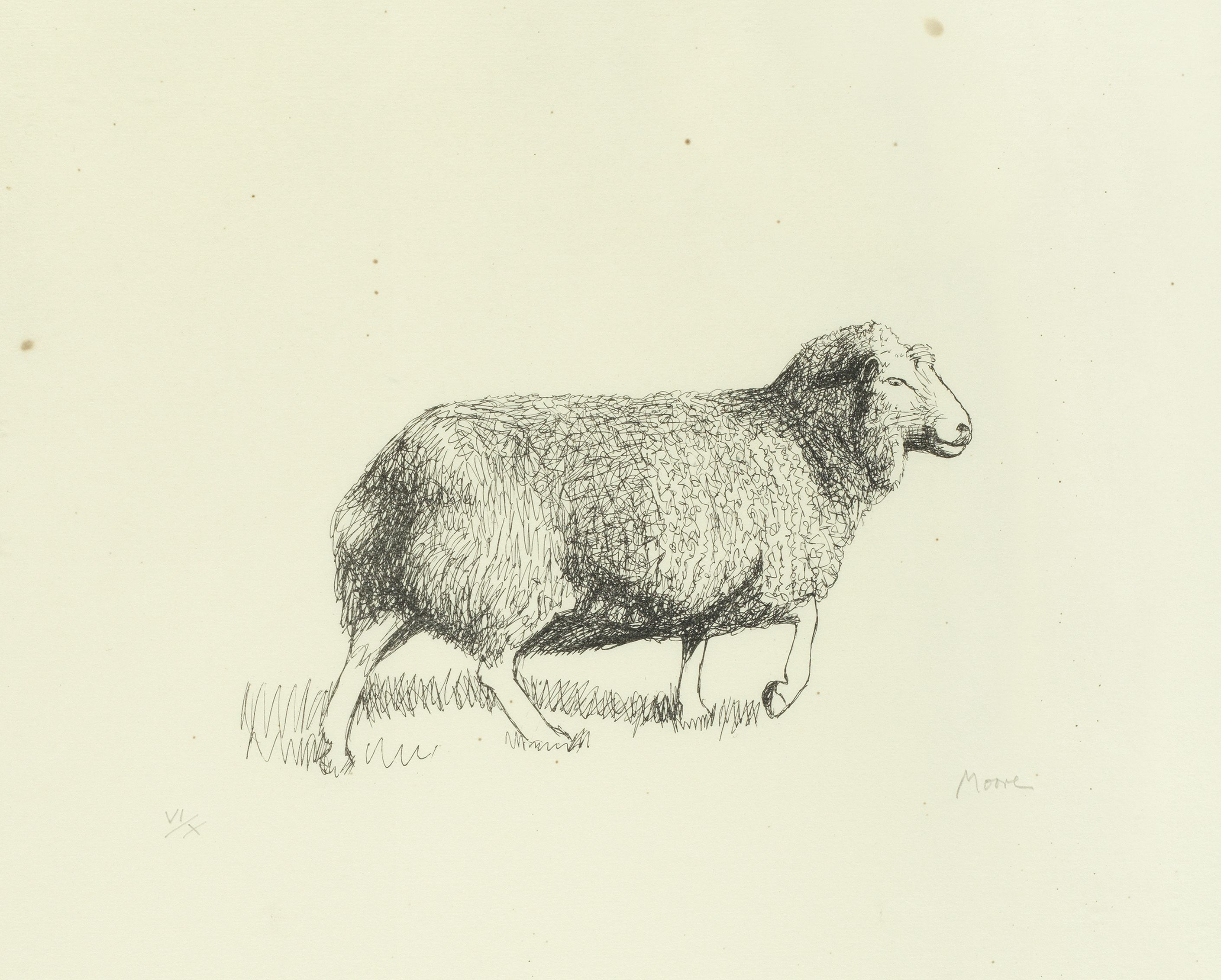 Sheep Walking